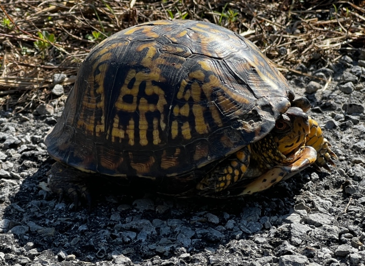 Eastern Box Turtle